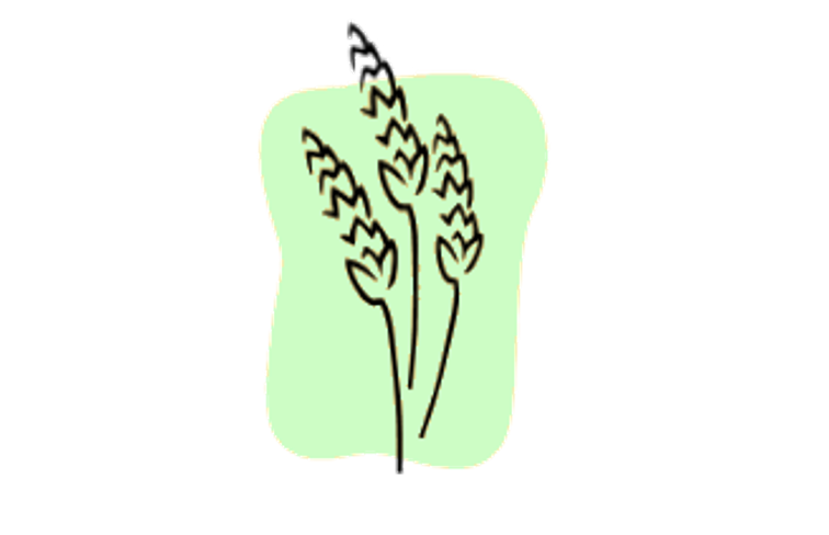 Logo Analyse des farines. Méthodes de laboratoire