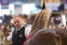 Caroline Pichery Salon Agriculture 2016 Animaux 11