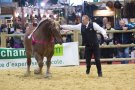 Caroline Pichery Salon Agriculture 2016 Animaux 13
