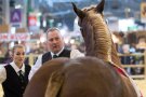 Caroline Pichery Salon Agriculture 2016 Animaux 14