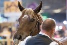 Caroline Pichery Salon Agriculture 2016 Animaux 15