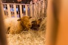 Caroline Pichery Salon Agriculture 2016 Animaux 16
