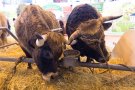 Caroline Pichery Salon Agriculture 2016 Animaux 17