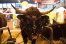 Caroline Pichery Salon Agriculture 2016 Animaux 18
