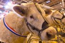 Caroline Pichery Salon Agriculture 2016 Animaux 19