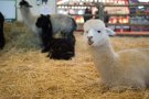 Caroline Pichery Salon Agriculture 2016 Animaux 1