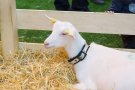Caroline Pichery Salon Agriculture 2016 Animaux 21
