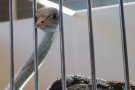 Caroline Pichery Salon Agriculture 2016 Animaux 3