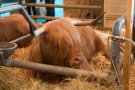 Caroline Pichery Salon Agriculture 2016 Animaux 5