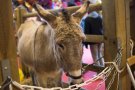 Caroline Pichery Salon Agriculture 2016 Animaux 6