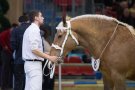Caroline Pichery Salon Agriculture 2016 Animaux 7