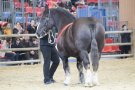 Caroline Pichery Salon Agriculture 2016 Animaux 9