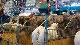 SIA 2017 48