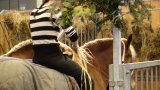 SIA 2017 49
