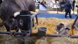 SIA 2018 30