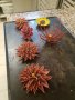 Trophees Boulanger Patissier Quercy Perigord 119